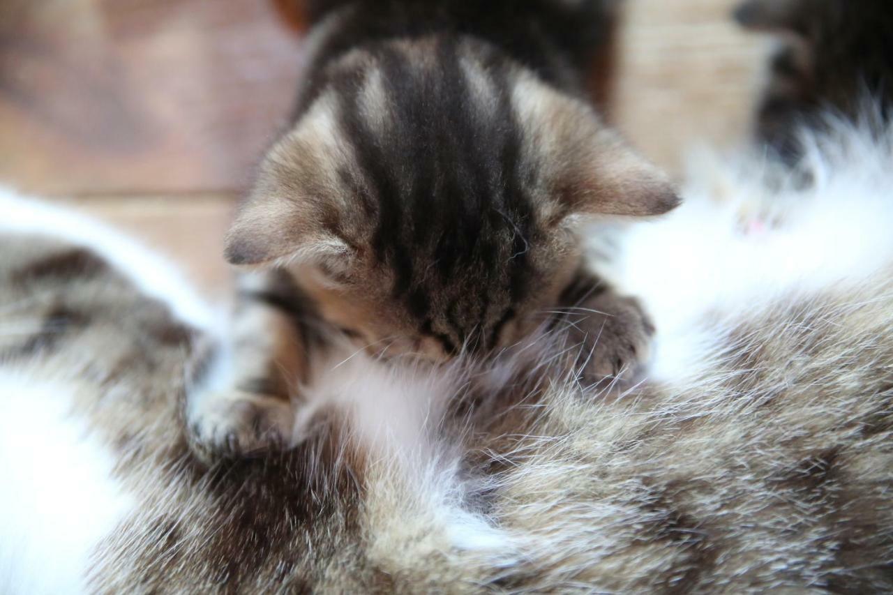 Uroczysko Skomackie Stare Juchy Esterno foto